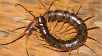 Are Centipedes in the US Dangerous