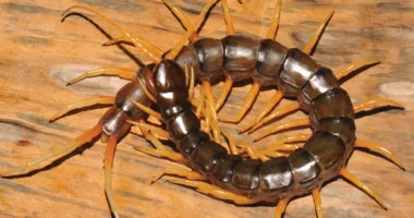Are Centipedes in the US Dangerous