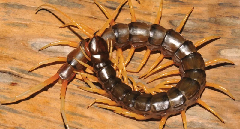 Are Centipedes in the US Dangerous