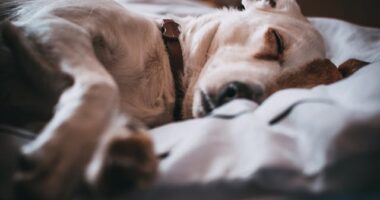 is celsius wg dangerous to dogs