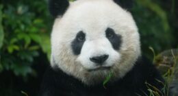 Are Pandas Dangerous