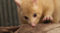 Are Possums Dangerous